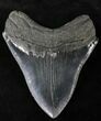Serrated Megalodon Tooth - Georgia #21882-2
